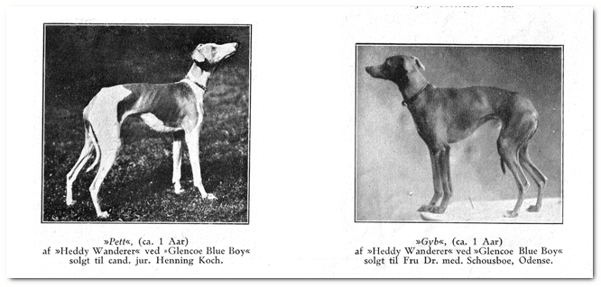early whippets